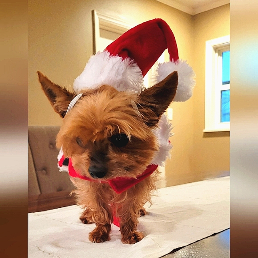 ❤️🎄Host Pick!🎄❤️ Doggo Santa Outfit S - Picture 3 of 16